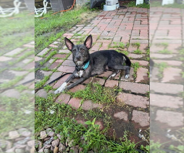 Medium Photo #3 Mutt Puppy For Sale in Brooklyn Center, MN, USA