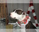 Small Photo #4 American Pit Bull Terrier-Unknown Mix Puppy For Sale in Linton, IN, USA