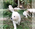 Small Photo #9 English Cream Golden Retriever Puppy For Sale in NACOGDOCHES, TX, USA