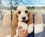 Puppy Snowflake Basset Hound