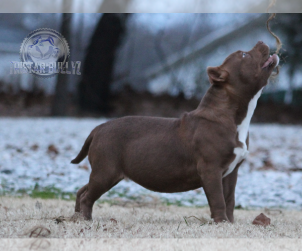 Medium Photo #6 American Bully Puppy For Sale in TULLAHOMA, TN, USA