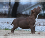 Small Photo #6 American Bully Puppy For Sale in TULLAHOMA, TN, USA