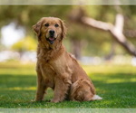 Small Photo #1 Golden Retriever Puppy For Sale in LOS ANGELES, CA, USA