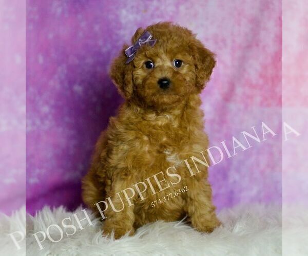 Medium Photo #41 Goldendoodle (Miniature) Puppy For Sale in WARSAW, IN, USA