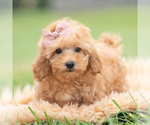 Small Photo #107 Maltipoo (Miniature) Puppy For Sale in WARSAW, IN, USA