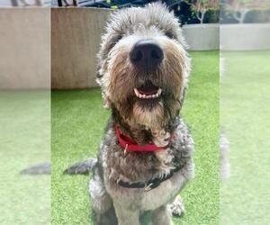 Bernedoodle Dogs for adoption in San Francisco, CA, USA