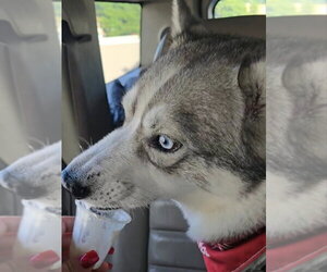Snow - Male Siberian Husky Dog for Adoption - Photo #2