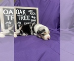 Small Photo #5 Australian Shepherd Puppy For Sale in TECUMSEH, OK, USA