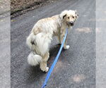 Small #4 Great Pyrenees Mix