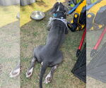 Small #2 American Pit Bull Terrier Mix