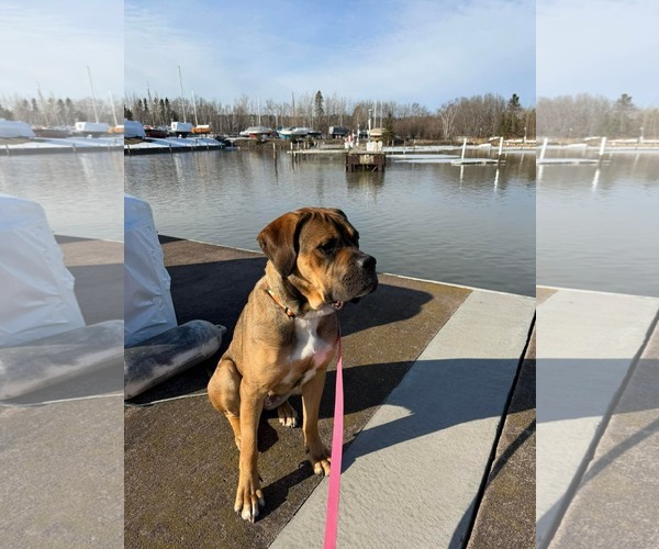 Medium Photo #3 Mastiff-Unknown Mix Puppy For Sale in Duluth, MN, USA