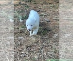 Small #4 Miniature Australian Shepherd