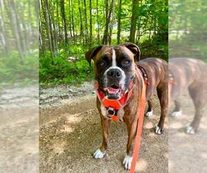 Boxer Dogs for adoption in Dumont, NJ, USA