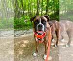 Small Boxer