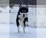 Small #4 Siberian Husky Mix