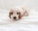 Small Photo #3 Basset Hound Puppy For Sale in BUENA PARK, CA, USA