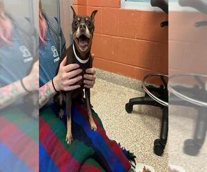 Miniature Pinscher Dogs for adoption in Pueblo, CO, USA