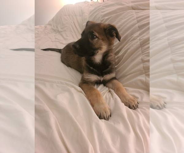 Medium Photo #1 German Shepherd Dog Puppy For Sale in MONTREAL, MO, USA