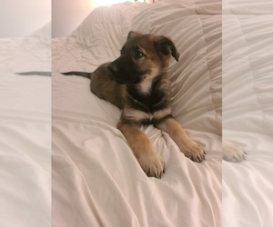 German Shepherd Dog Puppy for sale in MONTREAL, MO, USA