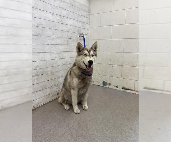 Medium Photo #1 Siberian Husky Puppy For Sale in San Bernardino, CA, USA