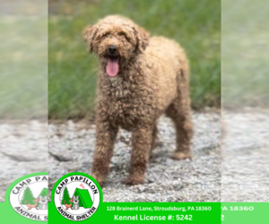 Golden Retriever Dogs for adoption in Stroudsburg, PA, USA