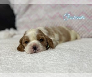 Cavalier King Charles Spaniel Puppy for sale in CAMPBELLSVILLE, KY, USA