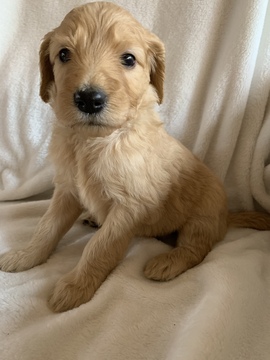 Medium Photo #2 Goldendoodle Puppy For Sale in MIDLOTHIAN, TX, USA
