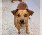 ARCHIE - Male Chihuahua Dog for Adoption - Small photo