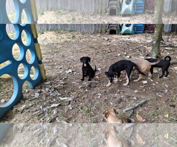 Medium Photo #15 Labrador Retriever-Unknown Mix Puppy For Sale in Sebec, ME, USA