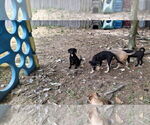 Small #14 Labrador Retriever Mix