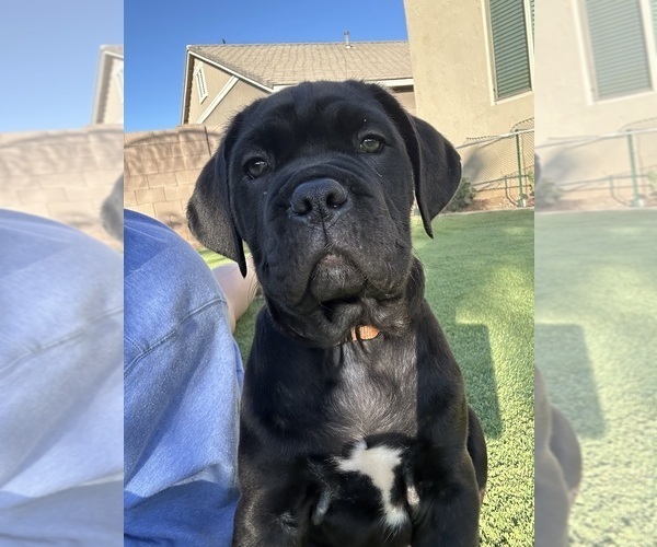 Medium Photo #1 Cane Corso Puppy For Sale in QUEEN CREEK, AZ, USA