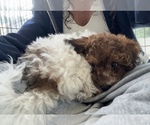 Small #7 Poochon