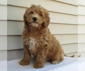 Goldendoodle (Miniature) Puppy for sale in THORP, WI, USA