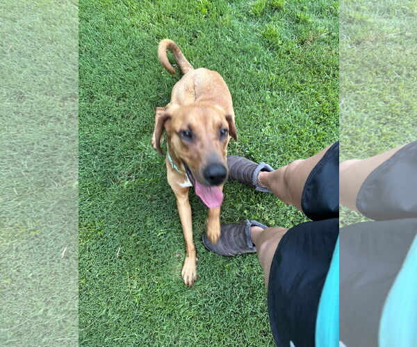 Medium Photo #4 Bloodhound-Coonhound Mix Puppy For Sale in Ball Ground, GA, USA