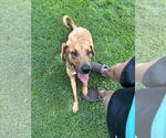 Small #3 Bloodhound-Coonhound Mix