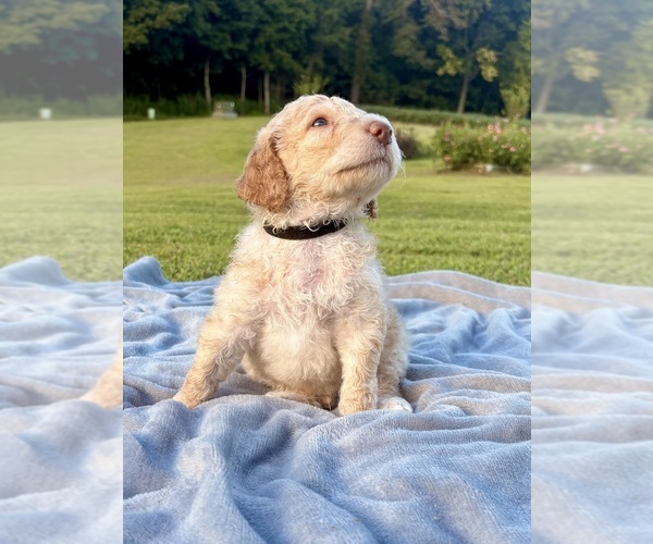Medium Photo #18 Poodle (Standard) Puppy For Sale in CORYDON, IN, USA