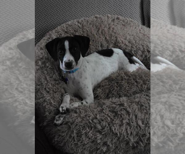 Medium Photo #12 Mutt Puppy For Sale in Oak Bluffs, MA, USA