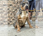 Small Photo #1 American Bully Puppy For Sale in AURORA, CO, USA