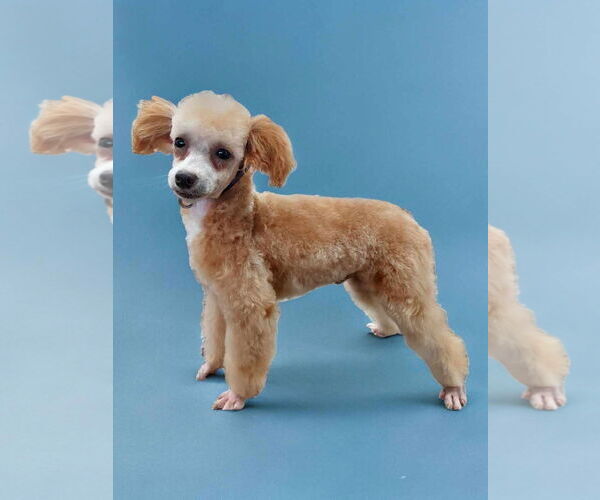 Medium Photo #1 Poodle (Toy) Puppy For Sale in Lincolnwood, IL, USA