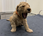 Puppy Puppy Orange Goldendoodle