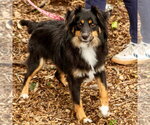 Small #1 Australian Shepherd Mix
