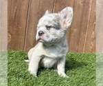 Small Photo #11 French Bulldog Puppy For Sale in BAKERSFIELD, CA, USA