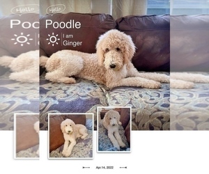 Father of the Goldendoodle-Poodle (Standard) Mix puppies born on 07/29/2022