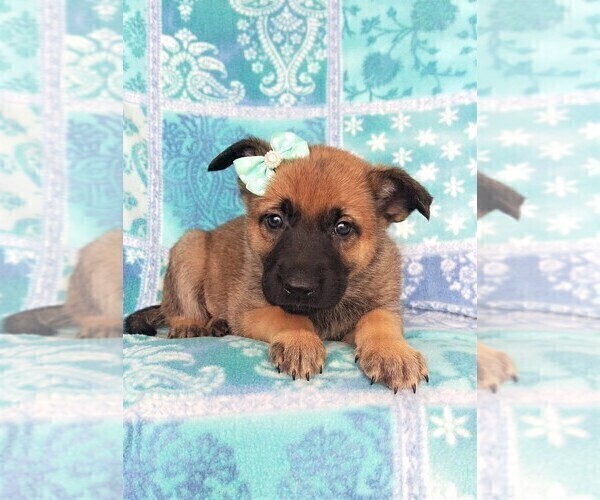 Medium Photo #6 Malinois Puppy For Sale in LANCASTER, PA, USA