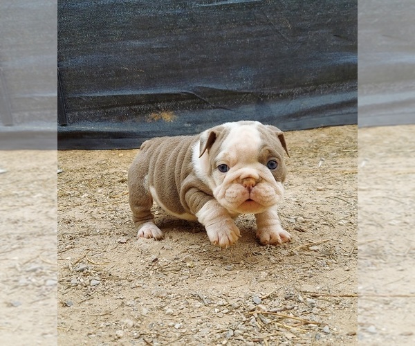 Medium Photo #5 Bulldog Puppy For Sale in LAS VEGAS, NV, USA