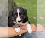 Puppy 8 Border Collie-Miniature Australian Shepherd Mix