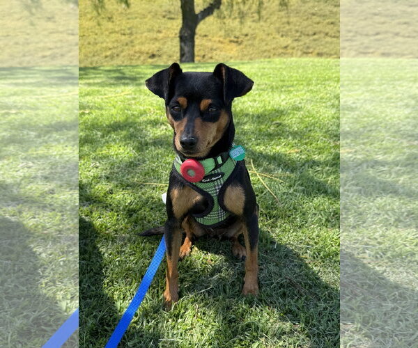 Medium Photo #6 Miniature Pinscher Puppy For Sale in Lake Elsinore, CA, USA