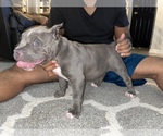 Small Photo #3 American Bully Puppy For Sale in DRY FORK, VA, USA