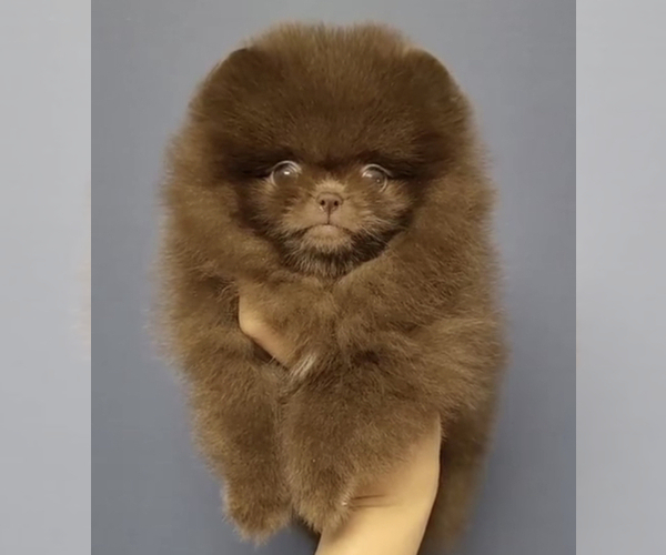 Medium Photo #2 Pomeranian Puppy For Sale in ROANOKE, VA, USA