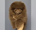 Small Photo #2 Pomeranian Puppy For Sale in ROANOKE, VA, USA